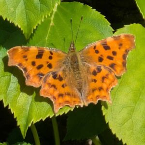 European Comma