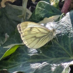 Green-veined White