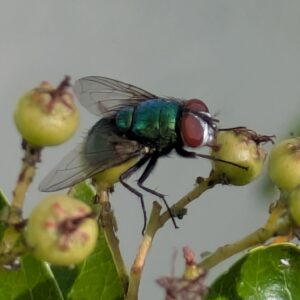 Greenbottle Flies