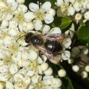 Mining Bee 