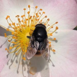 Narcissus Bulb Fly
