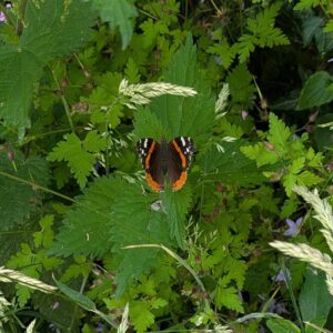 Red Admiral