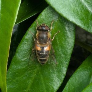 Tapered Drone Fly
