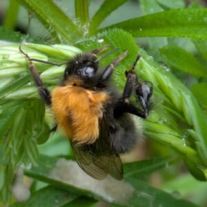 Tree Bumble Bee 