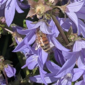 Western Honey Bee