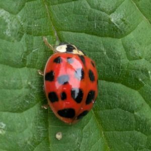 Harlequin Ladybird 