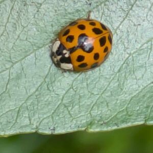 Harlequin Ladybird 
