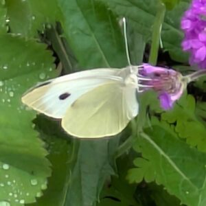 Large White 