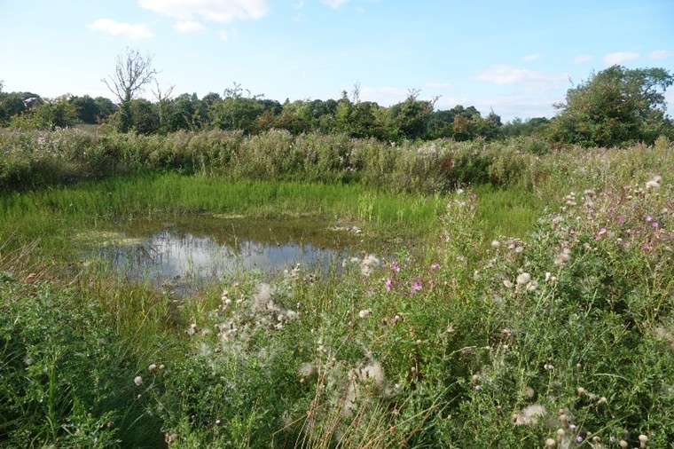 Pond