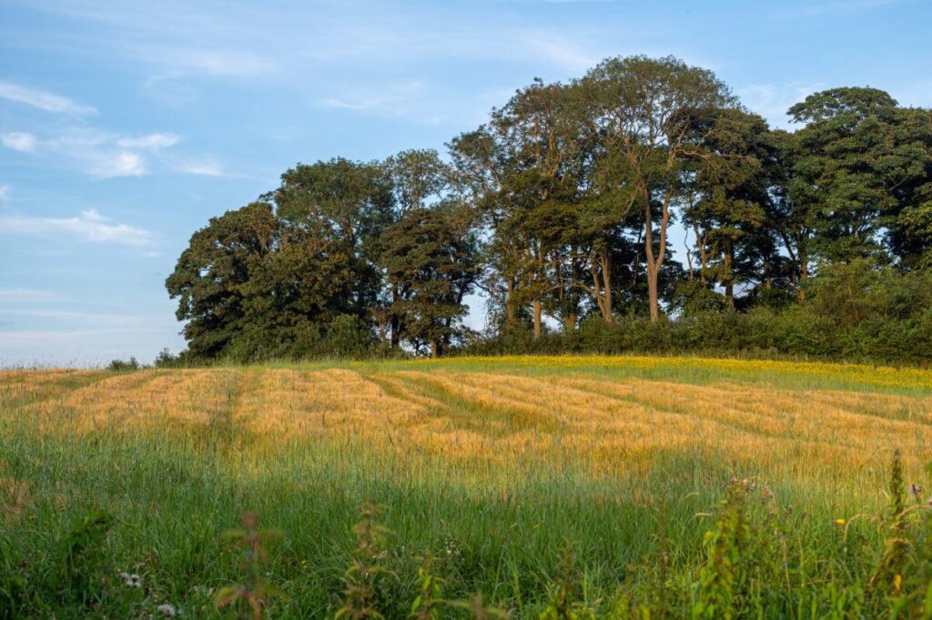 August Crops in Flora field by Peter Kay