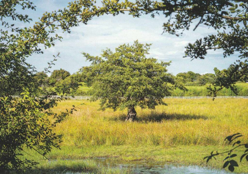 Alder Tree in Big Meadow