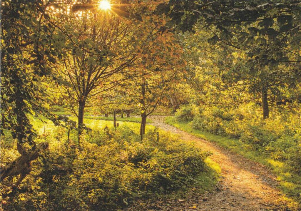 Path and trees in the autumn in golden sunlight