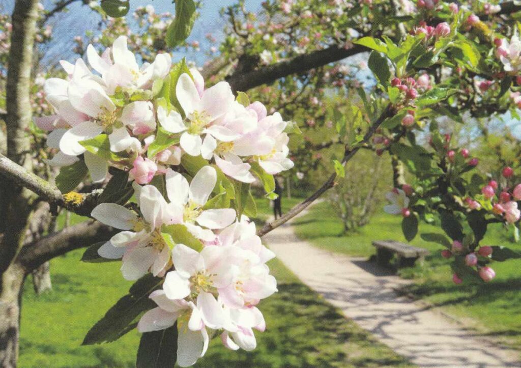 Close-up of white and pink apple blossom in the Orchard