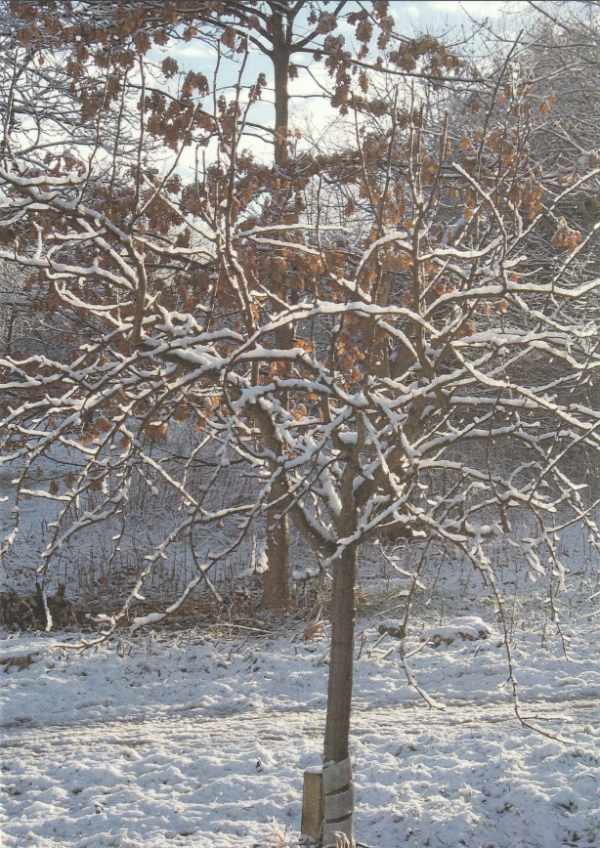 Card with tree and branches covered in snow