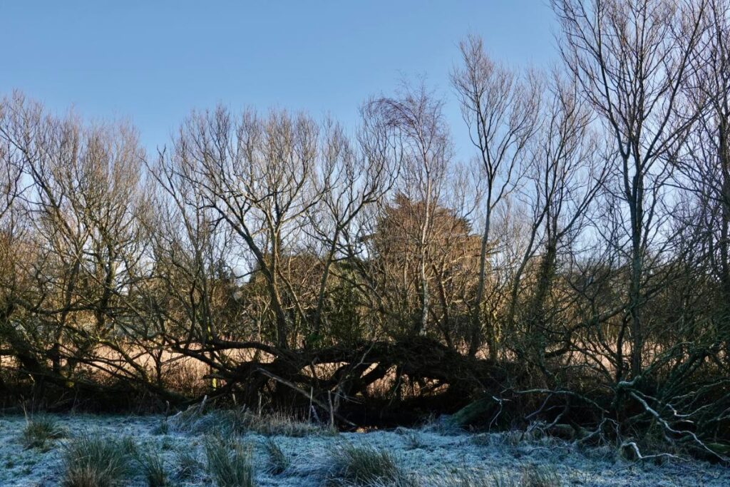 February The old willows Ian N