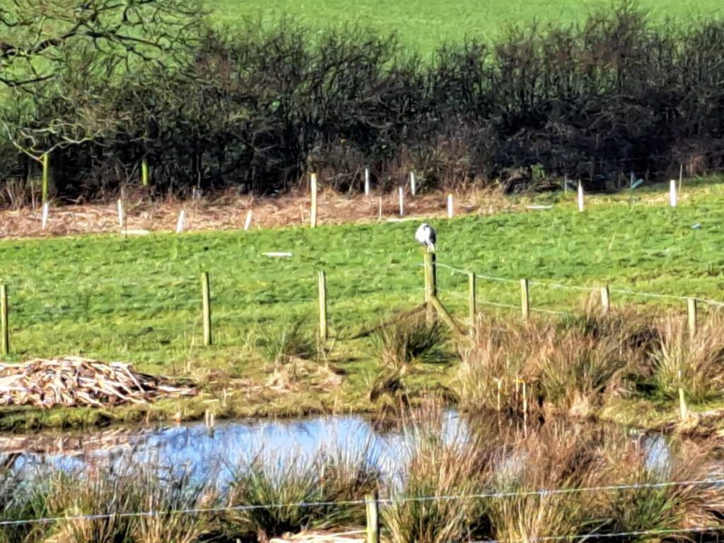 Heron perched on a post.
